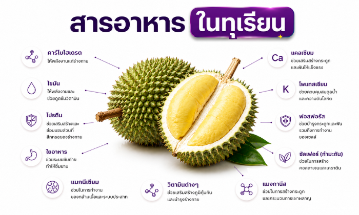 สารอาหารในทุเรียน ทุเรียนห้ามกินกับอะไร
